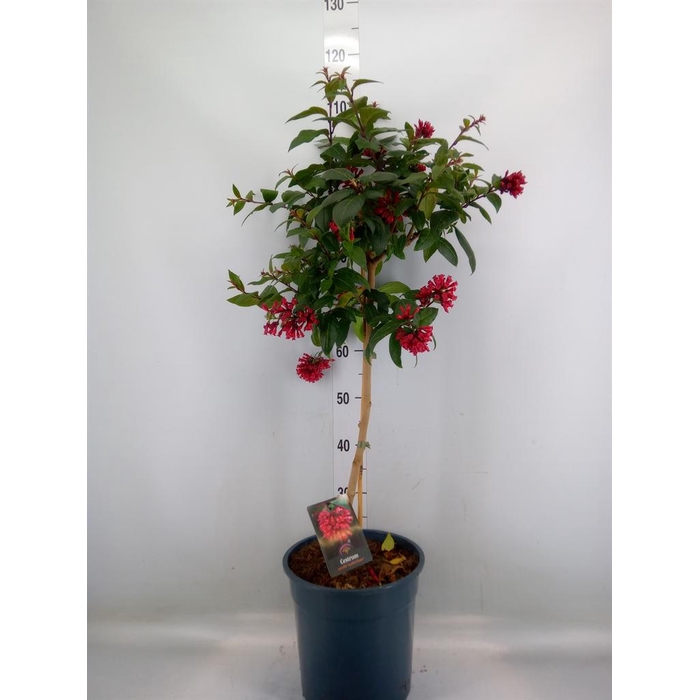 <h4>Cestrum   ...stam</h4>