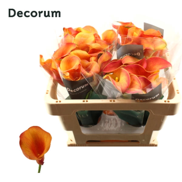<h4>Calla Captain Odeon Decorum Future</h4>