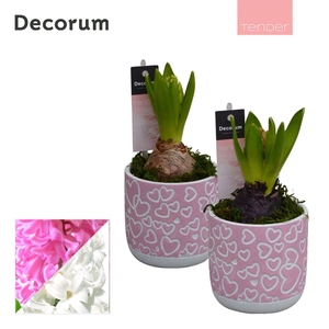 Hyacint Thousend Hearts HL11504 [TENDER]