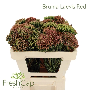 Brunia Leavis Red (young) Medium