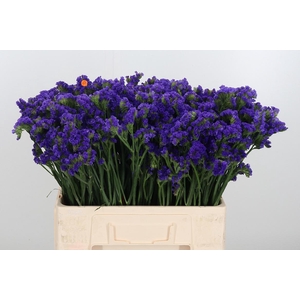 Statice Crystal Dark Blue