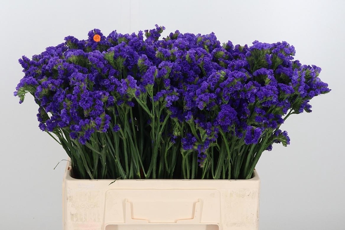 <h4>Statice Crystal Dark Blue</h4>