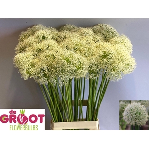 ALLIUM MOUNT EVEREST