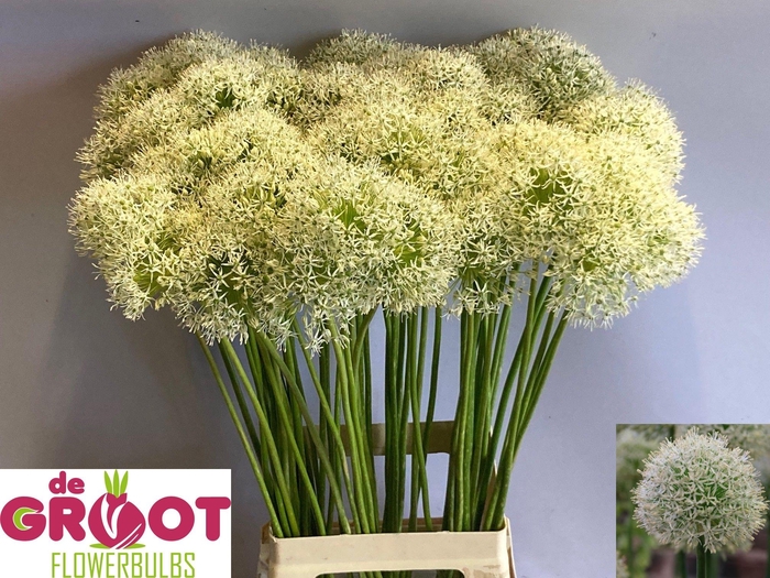 <h4>ALLIUM MOUNT EVEREST</h4>