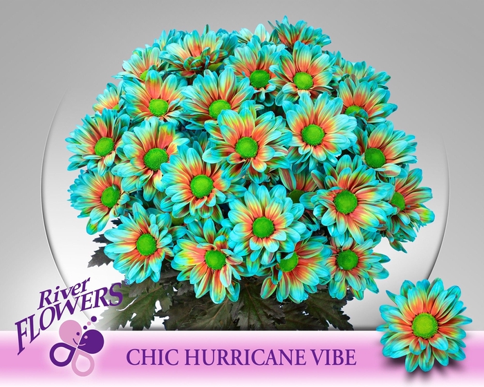 <h4>CHR T OV KLB H%</h4>