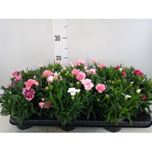 Dianthus  'Oscar'   ...mix