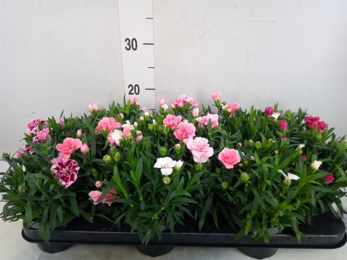 <h4>Dianthus  'Oscar'   ...mix</h4>