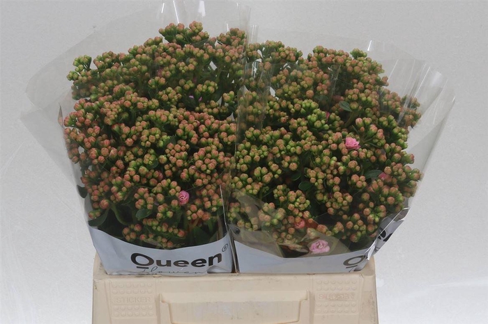 <h4>Kalanchoe Sens Pink Meadow</h4>