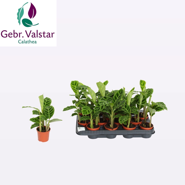 <h4>CALAT ZEBRINA</h4>