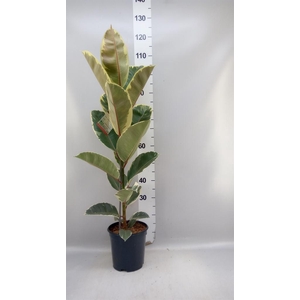 Ficus elastica 'Tineke'