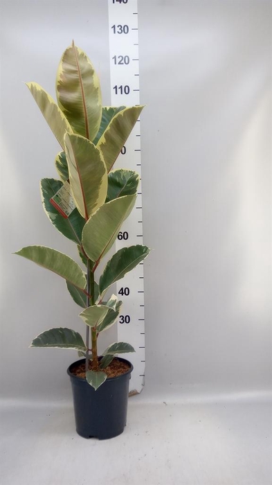 <h4>Ficus elastica 'Tineke'</h4>