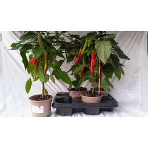 Peper Planten