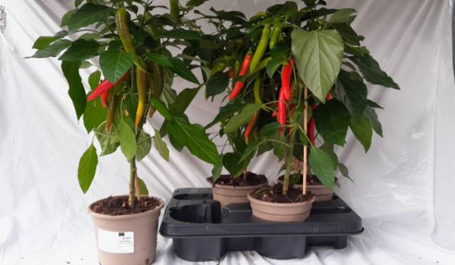 <h4>Peper Planten</h4>