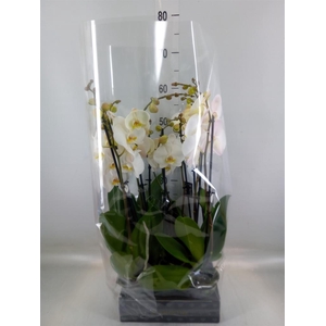 Phalaenopsis  'Ant Cambridge'