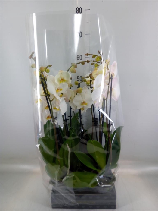 <h4>Phalaenopsis  'Ant Cambridge'</h4>