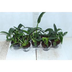 PHILODENDRON PACOVA P11