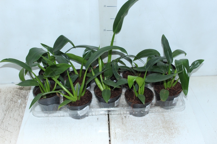 <h4>PHILODENDRON PACOVA P11</h4>