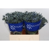 Eryngium Blue Dynamite