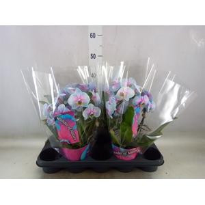 Phalaenopsis   ...