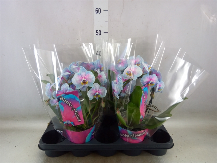 <h4>Phalaenopsis   ...</h4>