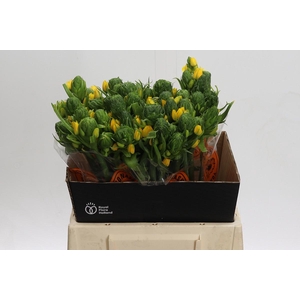 Ornithogalum Dubium Yellow Asa