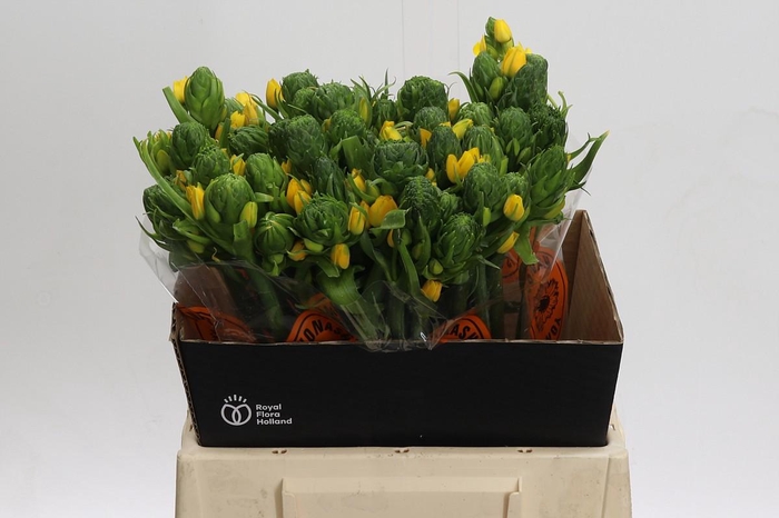 <h4>Ornithogalum Dubium Yellow Asa</h4>