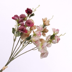 Lathyrus Bundle Pink Peach BK770002PEA