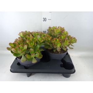Crassula ovata