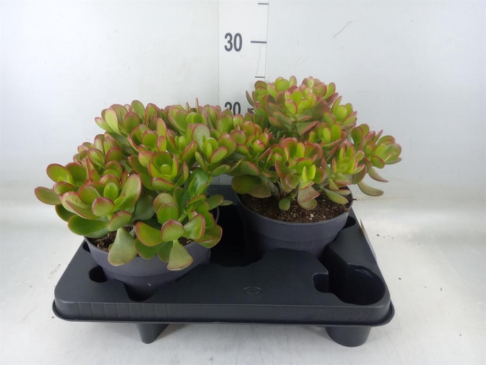 <h4>Crassula ovata</h4>