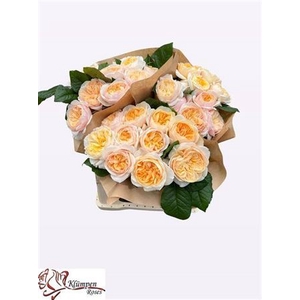 Rosa a grande fleur Freya Gardens!