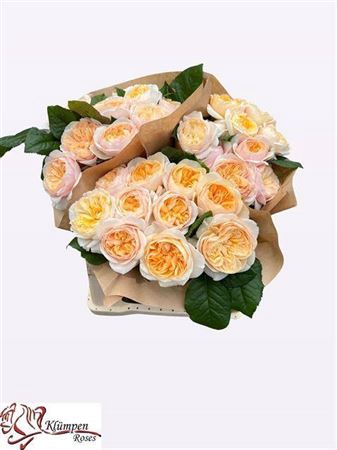 <h4>Rosa a grande fleur Freya Gardens!</h4>