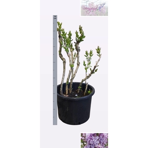 SYRI V MICHEL BUCHNE