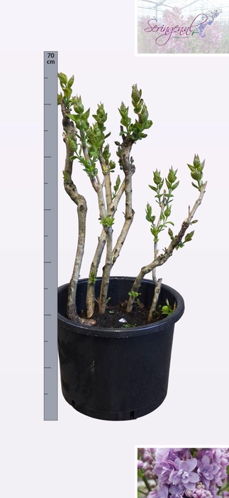 <h4>SYRI V MICHEL BUCHNE</h4>