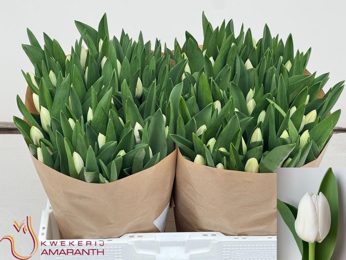 <h4>Tulipa si royal virgin</h4>