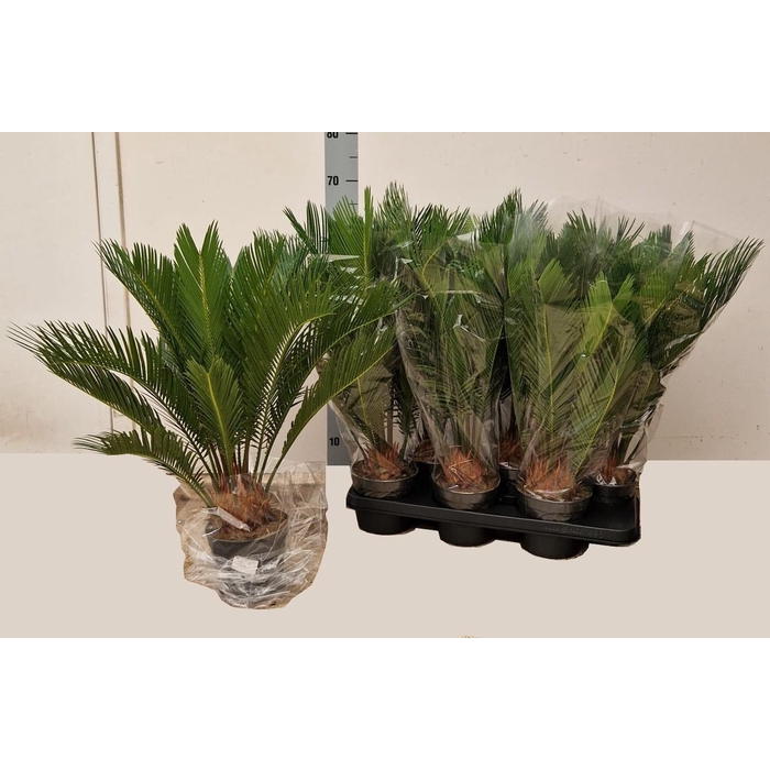 <h4>CYCAS REVOLUTA</h4>