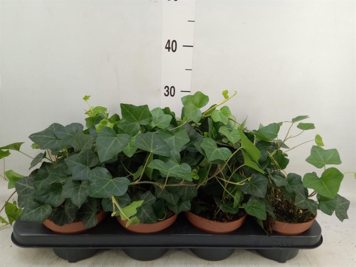 <h4>Hedera hibernica</h4>