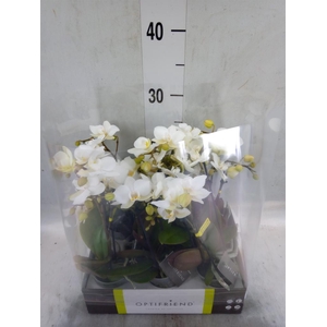Phalaenopsis multi.   ...white