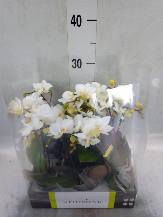<h4>Phalaenopsis multi.   ...white</h4>
