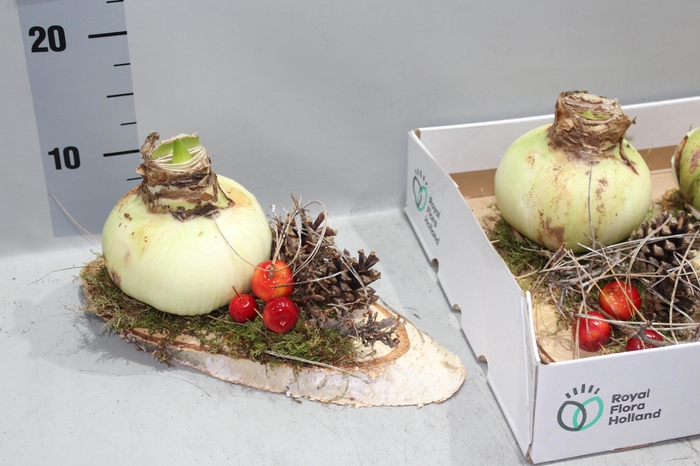 <h4>ARR HIPPEASTRUM</h4>