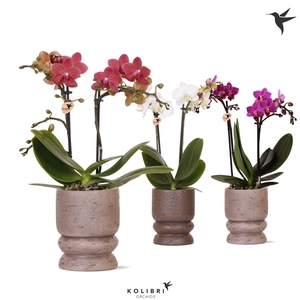 Kolibri Orchids Phalaenopsis mix 2 spike in Vintage pot mix