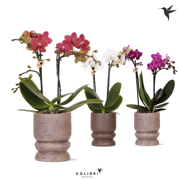 <h4>Kolibri Orchids Phalaenopsis mix 2 spike in Vintage pot mix</h4>