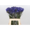 Agapanthus EYFORI Blue