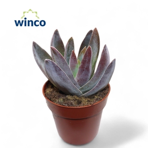 Crassula Garnet Lotus