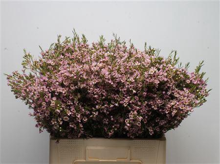 <h4>Chamelauc Early Nir</h4>