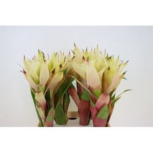 Bromelia Cream