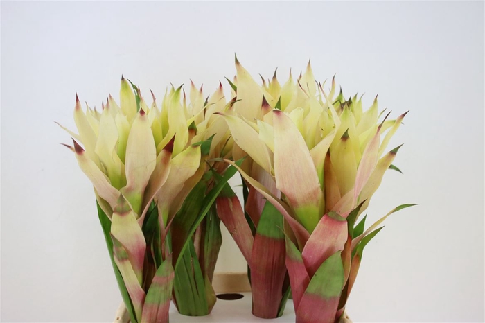 <h4>Bromelia Cream</h4>