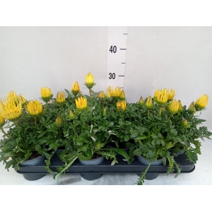 Gazania rig. 'Gazoo Clear Yellow'