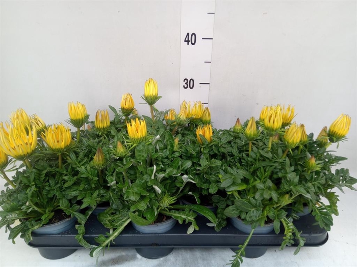 <h4>Gazania rig. 'Gazoo Clear Yellow'</h4>