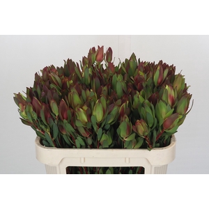 Leucadendron Senorita Spray