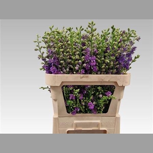 Delph Cons R Q Viole Lilac